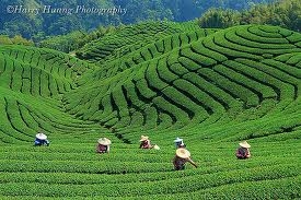 龍淳茗茶-undefined