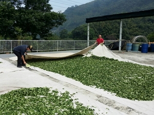 吉祥茗茶-undefined