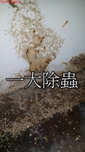 一大除蟲企業行-蟲害防治
