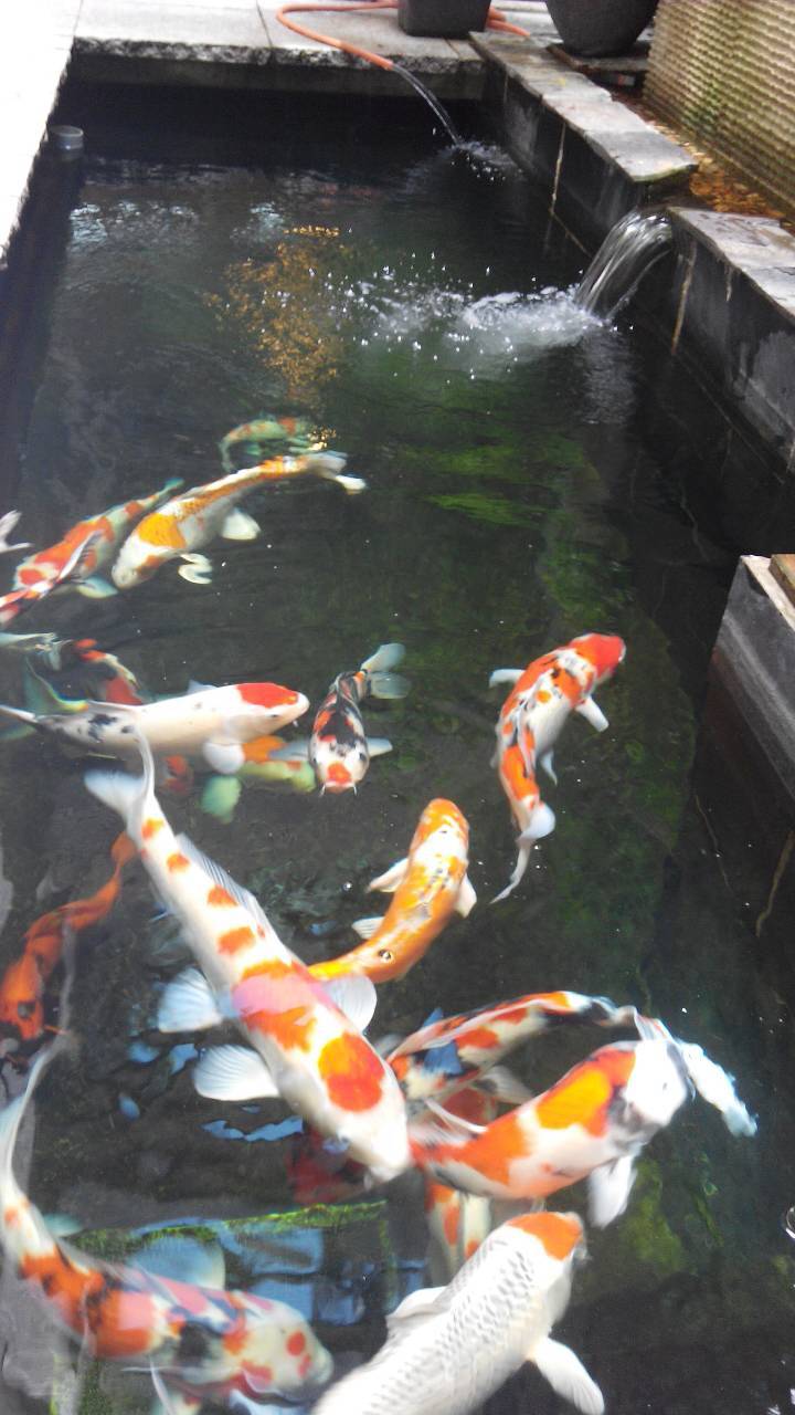 錦鯉池過濾/魚池清洗維護