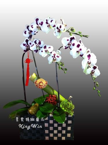 景雲精緻蘭花-undefined