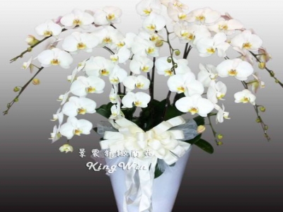 景雲精緻蘭花-undefined