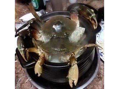 焞皇碳火紅蟳薑母鴨-永大路總店-undefined