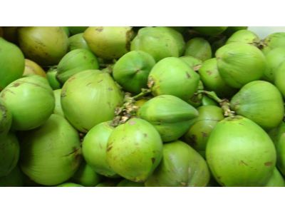 夏林椰子-undefined