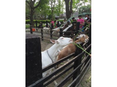 華ㄧ休閒農場-undefined