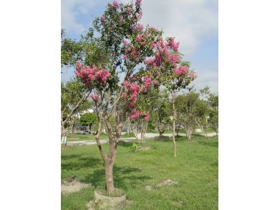 田中花園-undefined