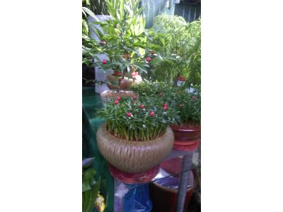 濱江花藝有限公司-undefined