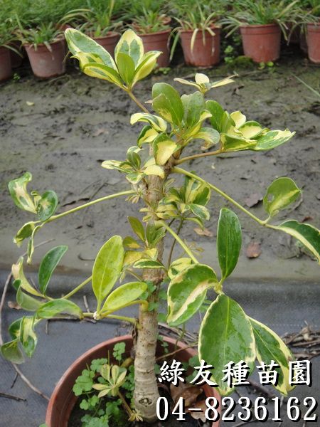 八角堂(斑葉鵝掌藤)