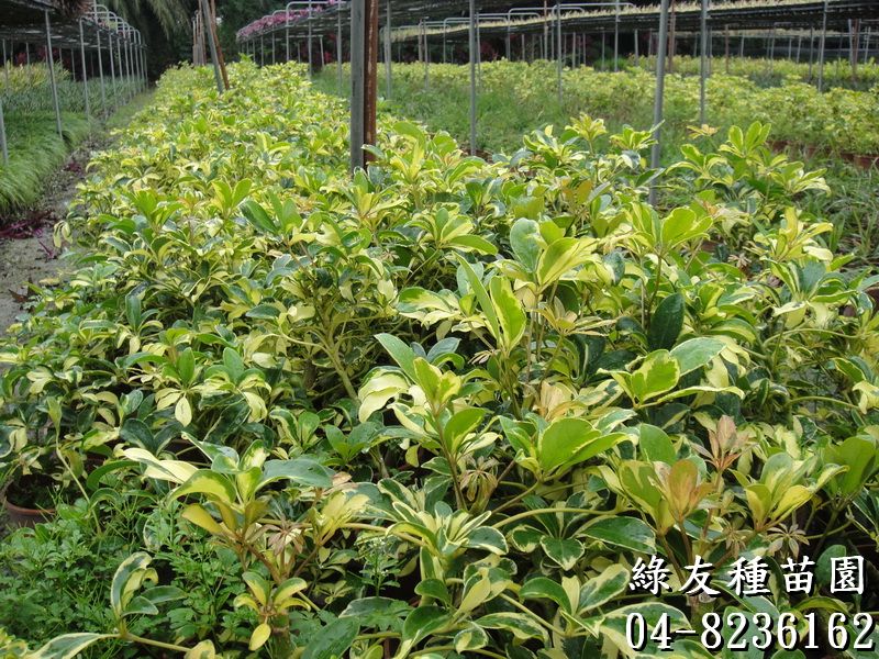 八角堂(斑葉鵝掌藤)-2