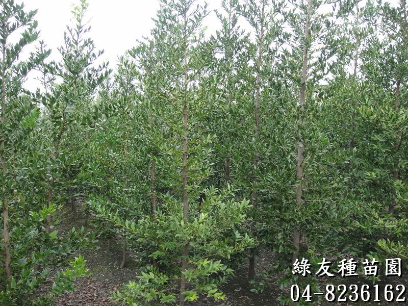 竹柏-1(南攻竹柏,