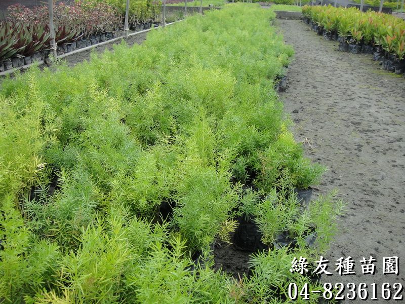 松葉武竹-2(壽松、蓬萊松、松葉文竹、多枝文竹、密花天門冬、簇葉天門冬、松葉天門冬、松葉、松竹草)