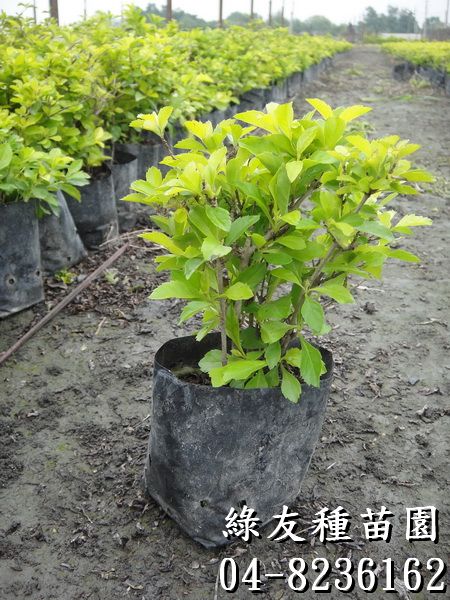 金露花(台灣連翹、小本苦林盤、如意草、假連翹)