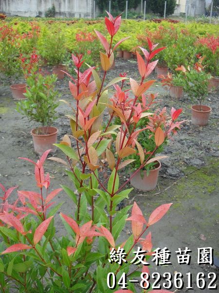 長紅木(紅楠木、鐘花蒲桃)