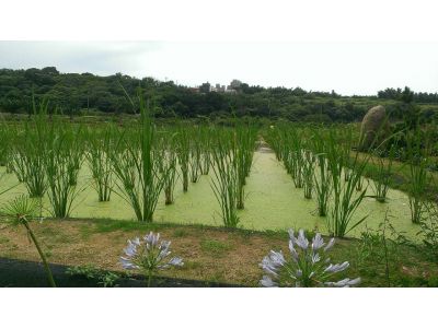 三芝花田-undefined