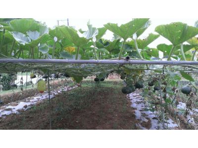 三芝花田-undefined