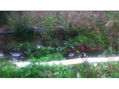 竹子湖苗榜花園餐廳-undefined