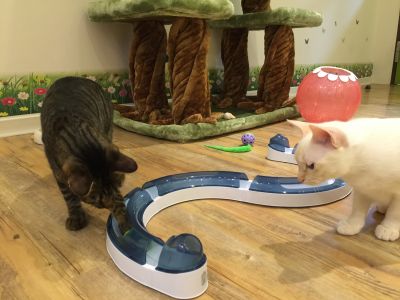 小臭貓Cat Hotel-undefined