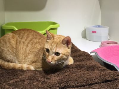 小臭貓Cat Hotel-undefined