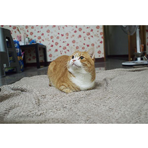 地毯施工-億泰室內裝潢工程行