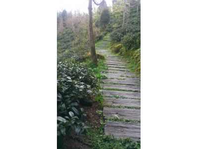 武柚農場-undefined