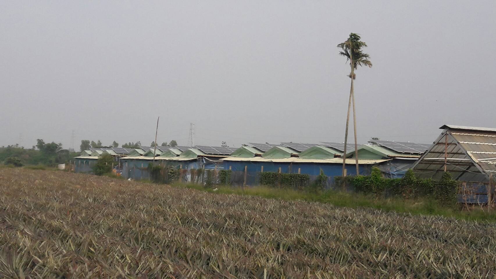 古坑崁腳村雞舍屋頂太陽能-1