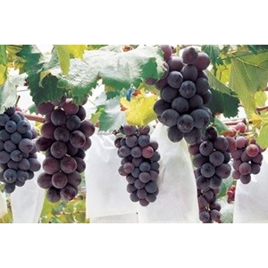 葡萄