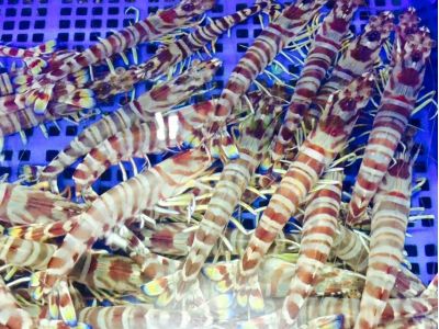 瓏豐水産有限公司-undefined