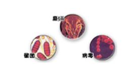 塵螨、黴菌、病毒消毒