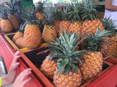 阿美鳳梨-undefined