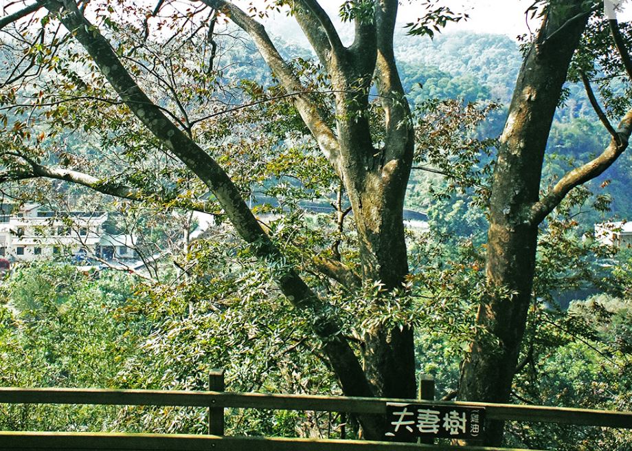 生態景觀-夫妻樹