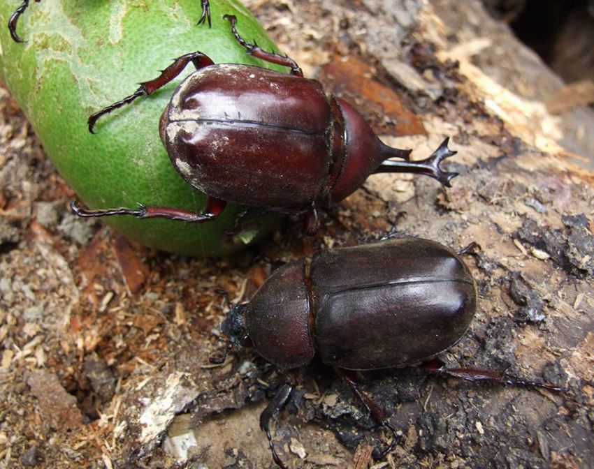 自然生態-獨角仙