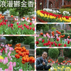 浪漫鬱金香