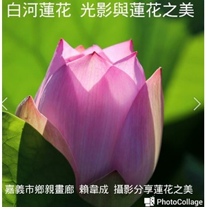 白河蓮花