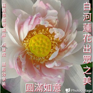 白河蓮花出眾之美