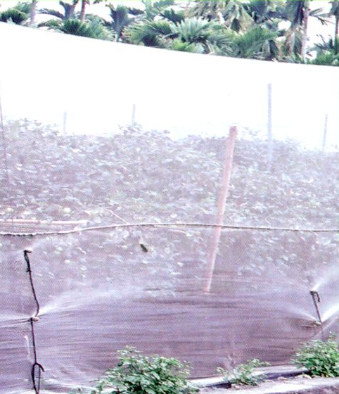 12.防蟲網室固定綁球