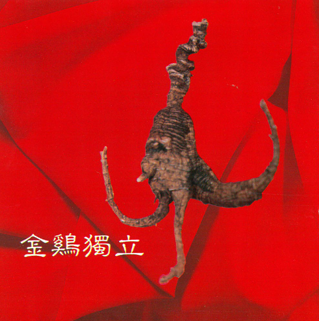 西洋蔘-金雞獨立~一心堂藥行