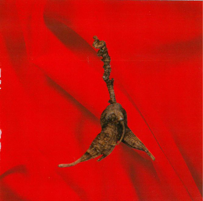 西洋蔘-金雞獨立~一心堂藥行