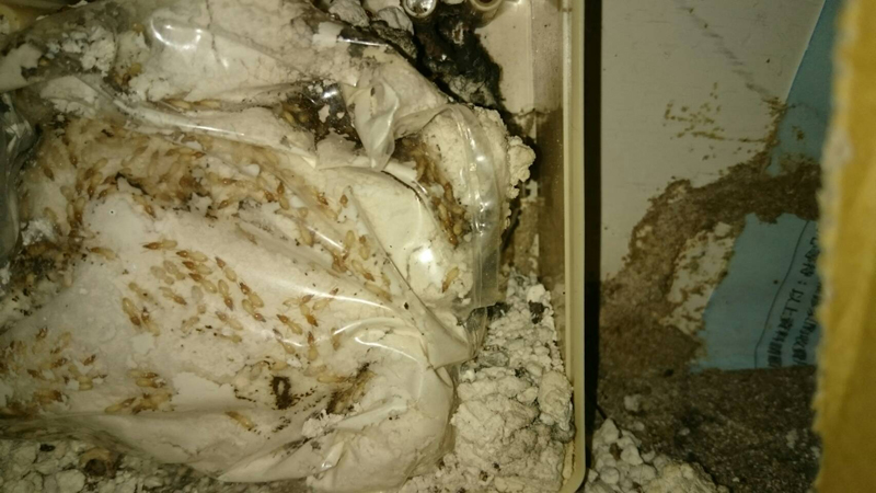 白蟻防治