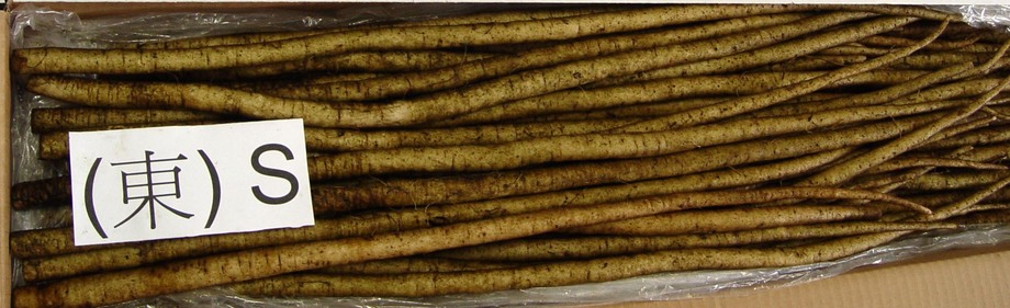 牛蒡(進出口蔬菜)