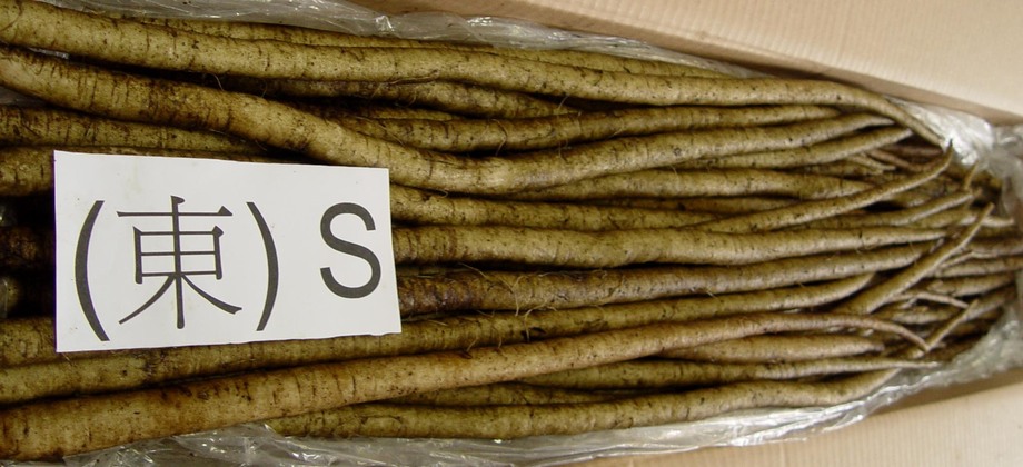 牛蒡(進出口蔬菜)