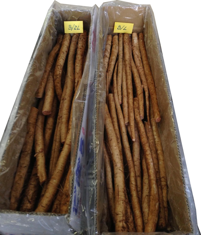 牛蒡(進出口蔬菜)