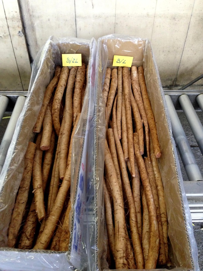 牛蒡(進出口蔬菜)