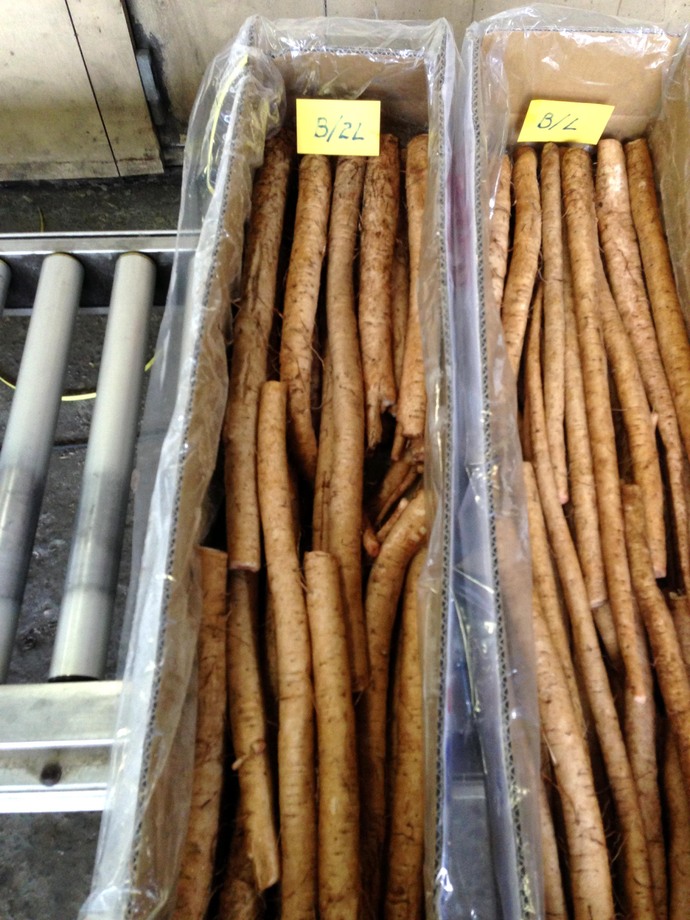 牛蒡(進出口蔬菜)