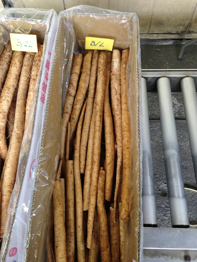 牛蒡(進出口蔬菜)