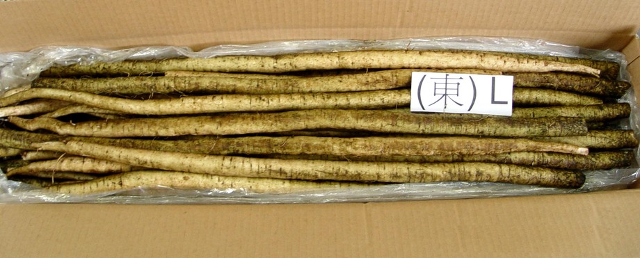 牛蒡(進出口蔬菜)