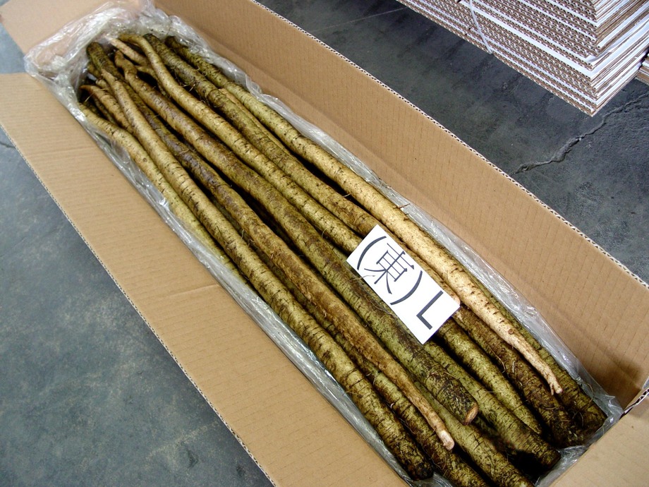 牛蒡(進出口蔬菜)