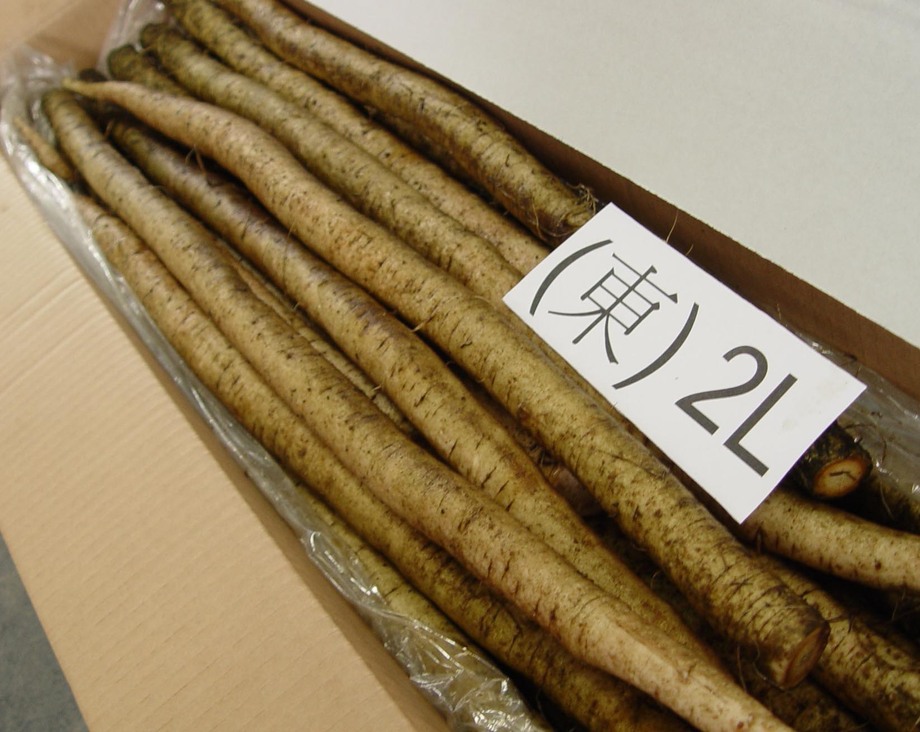 牛蒡(進出口蔬菜)