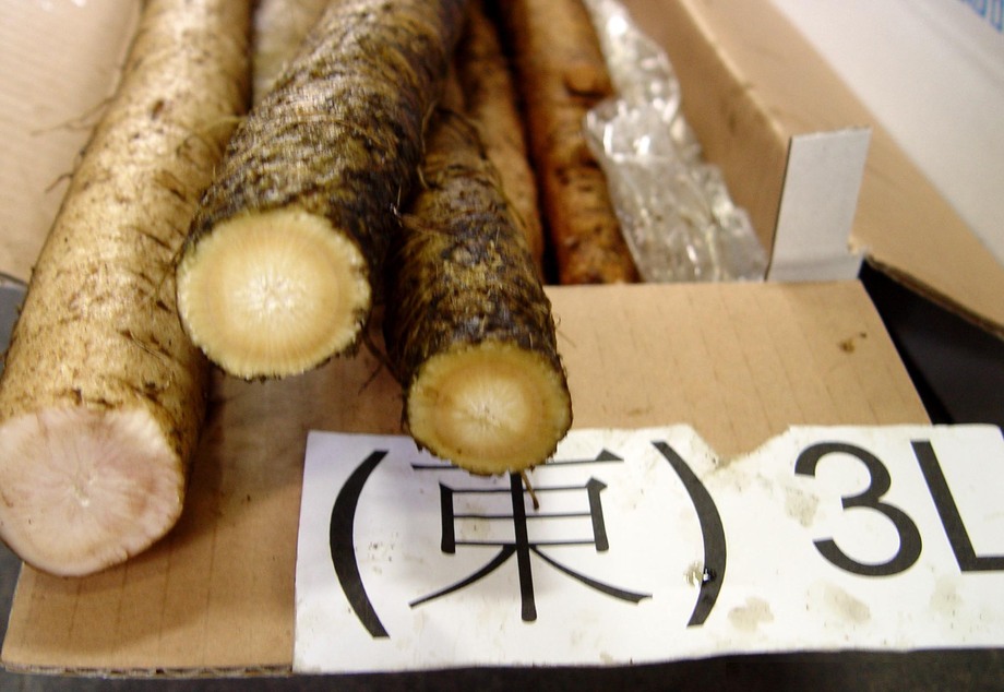 牛蒡(進出口蔬菜)