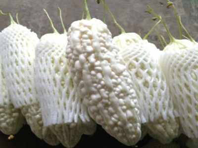 黃媽媽苦瓜園-undefined