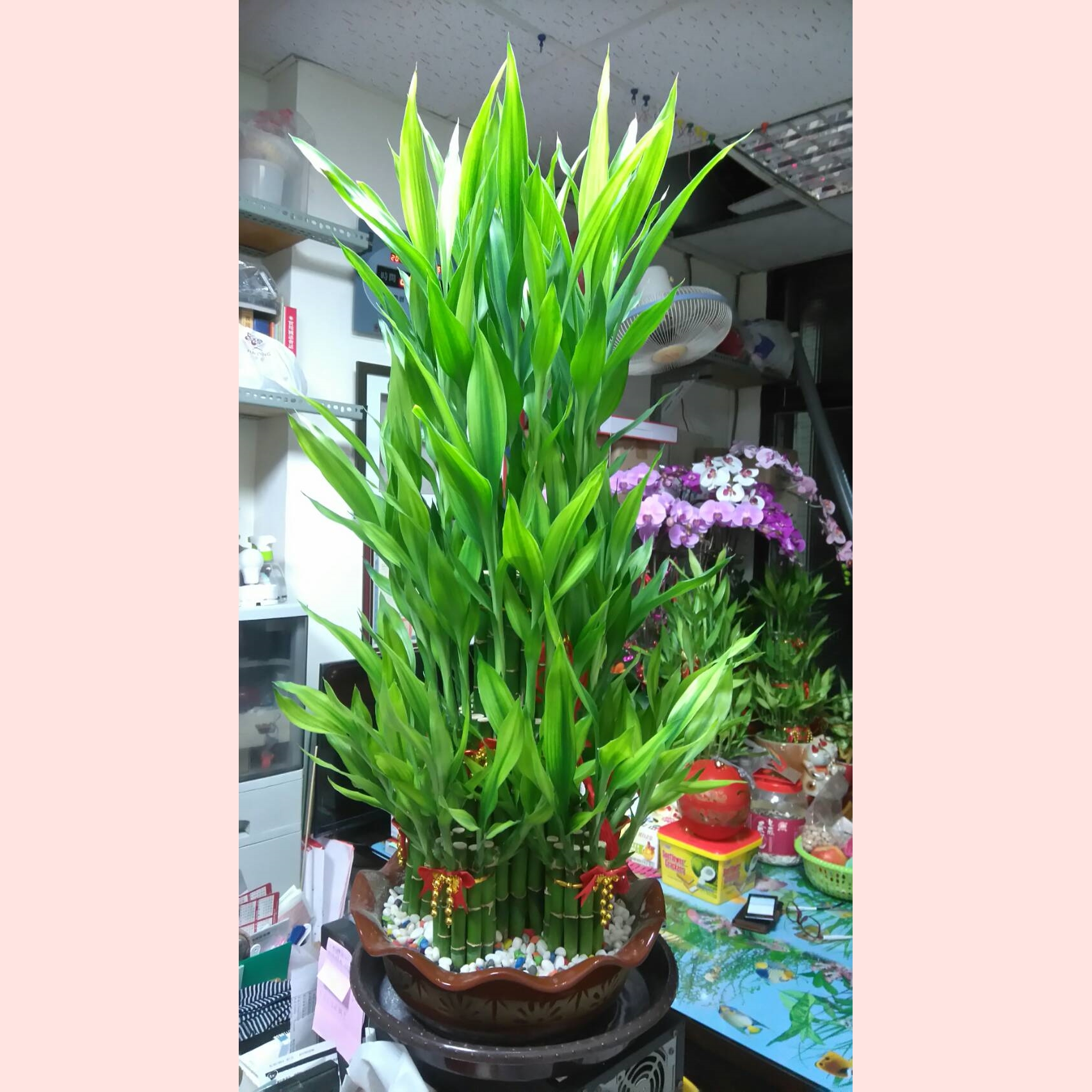 開運竹盆栽
